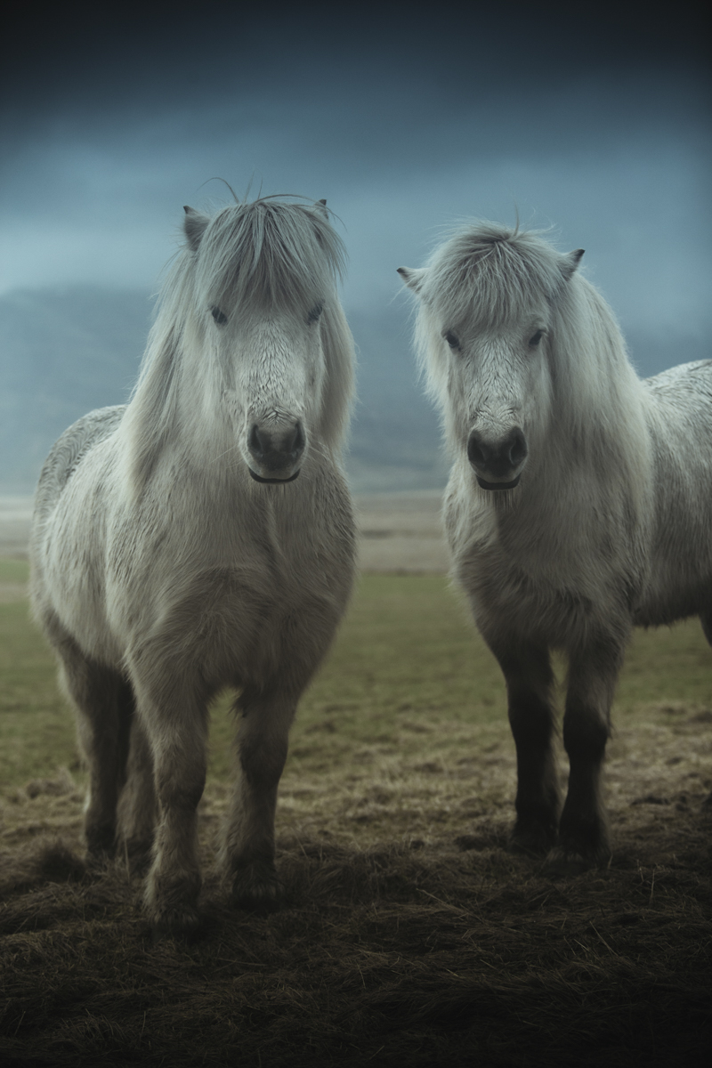 Workshop Photo Islande