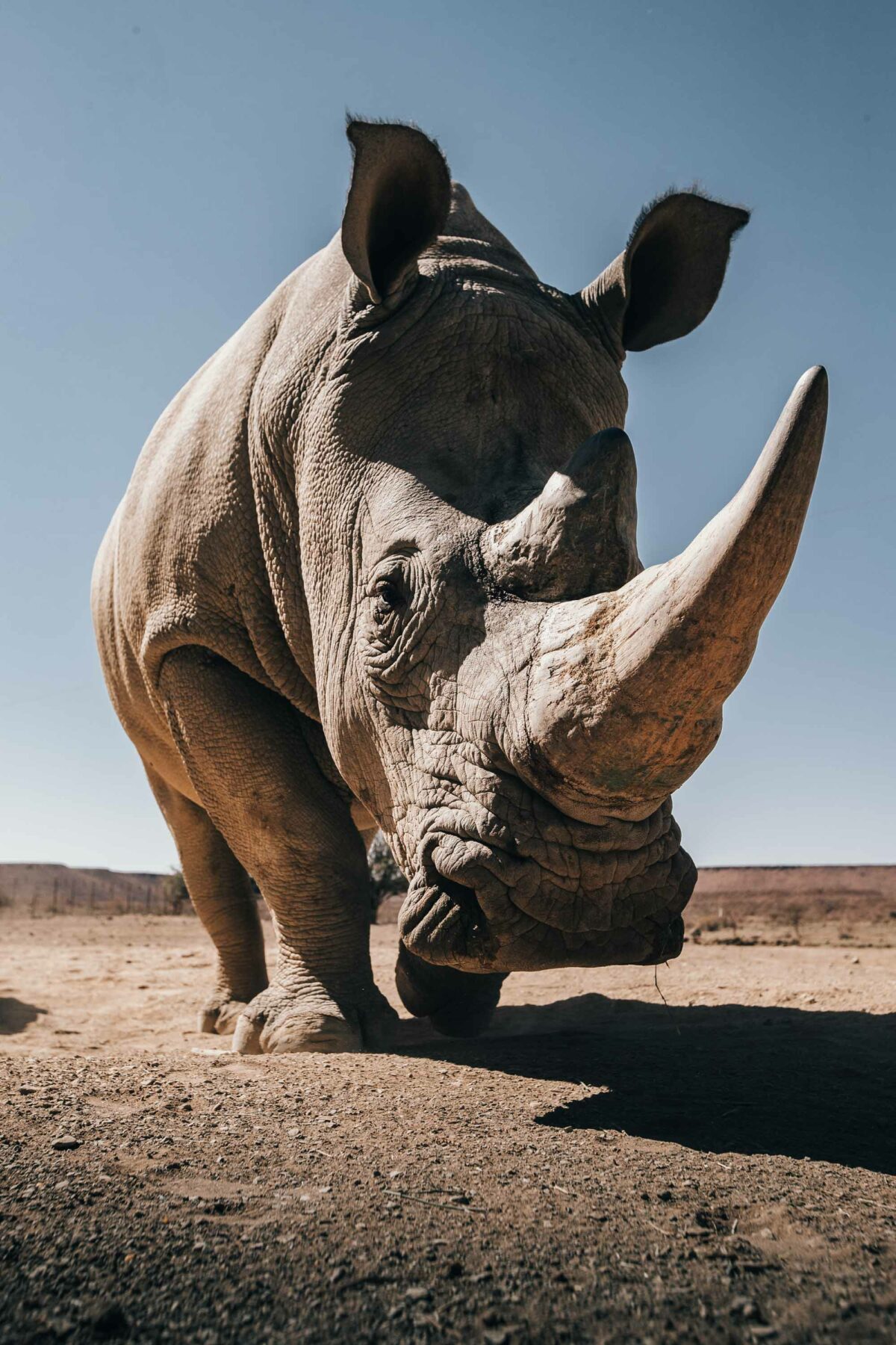 Photo Animalière rhinocéros Namibie Jc Pieri