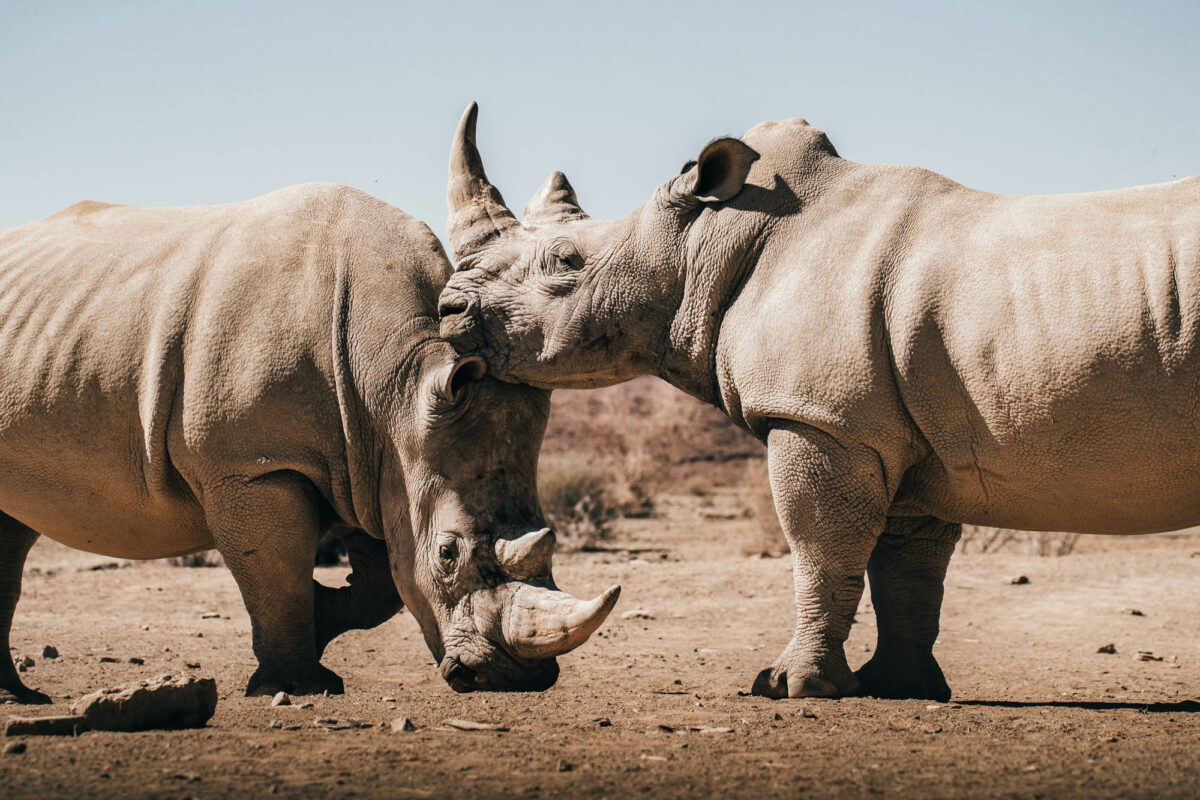 Photo Animalière rhinocéros Namibie Jc Pieri