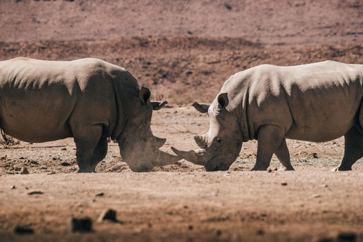 Photo Animalière rhinocéros Namibie Jc Pieri