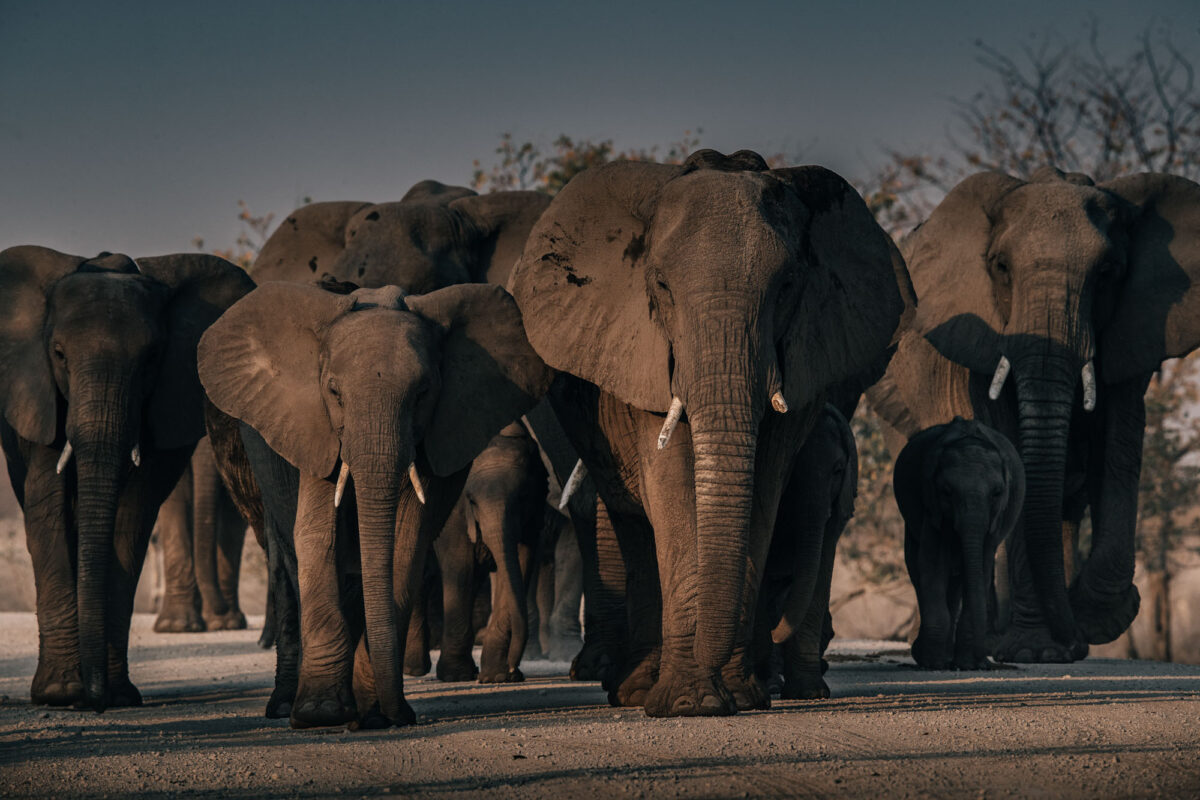 Photo Animalière Éléphant JC Pieri