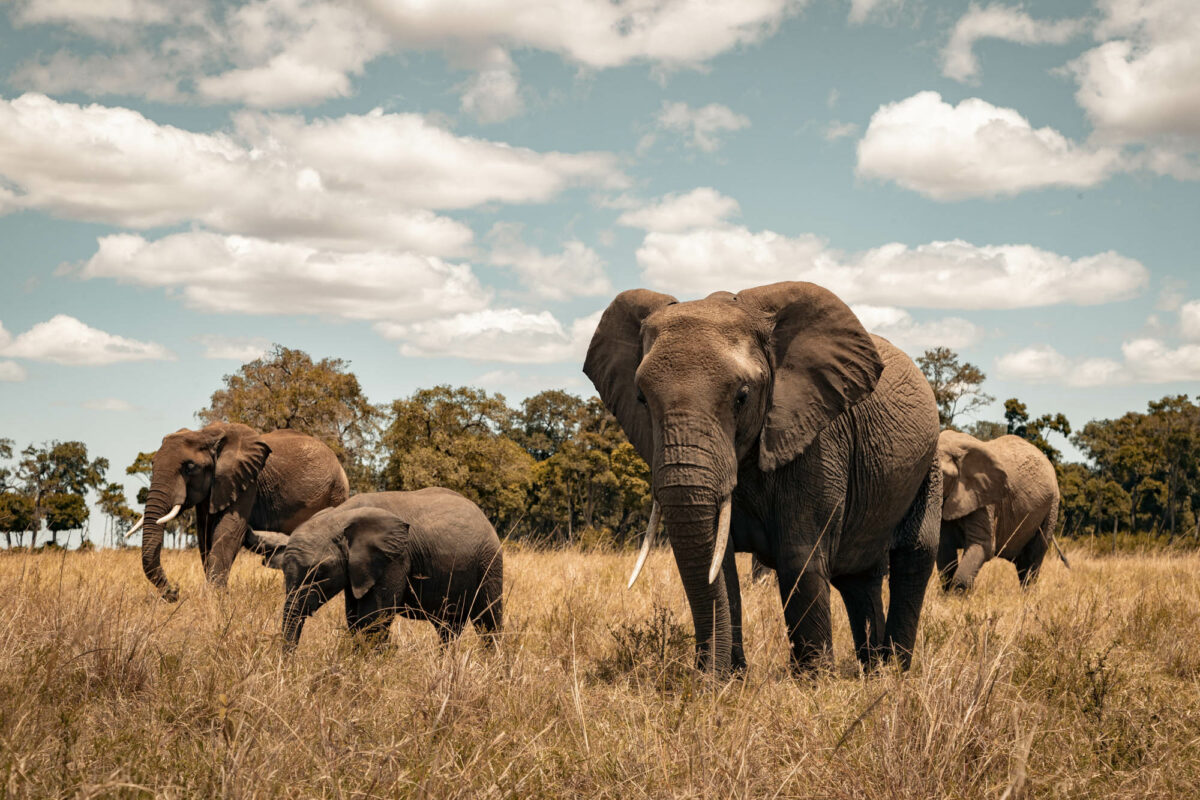 Photo Animalière Éléphant JC Pieri Kenya
