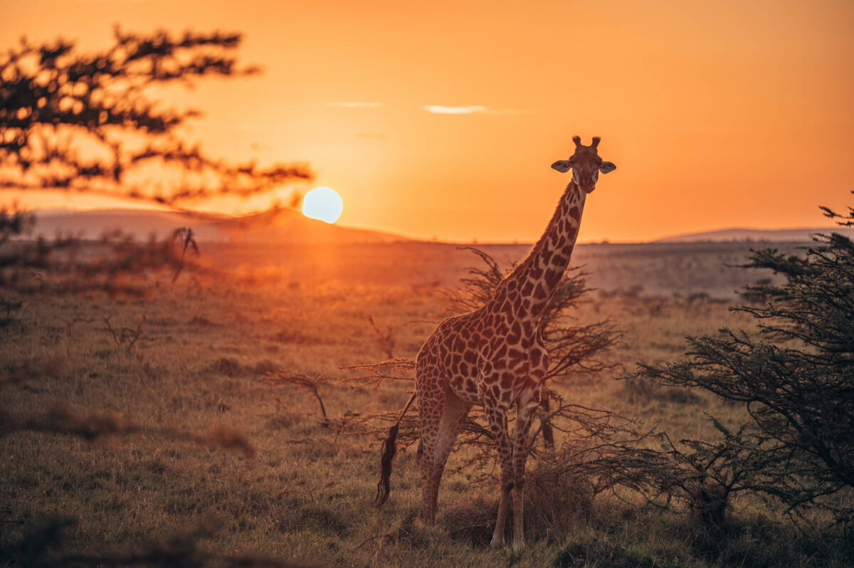 Photo Animalière girafes kenya Jc Pieri
