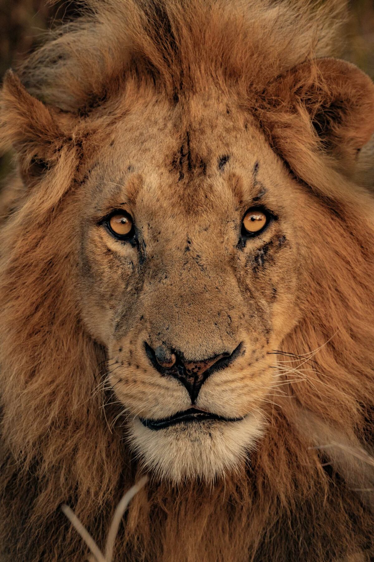 Photo Animalière Lion JC Pieri Kenya