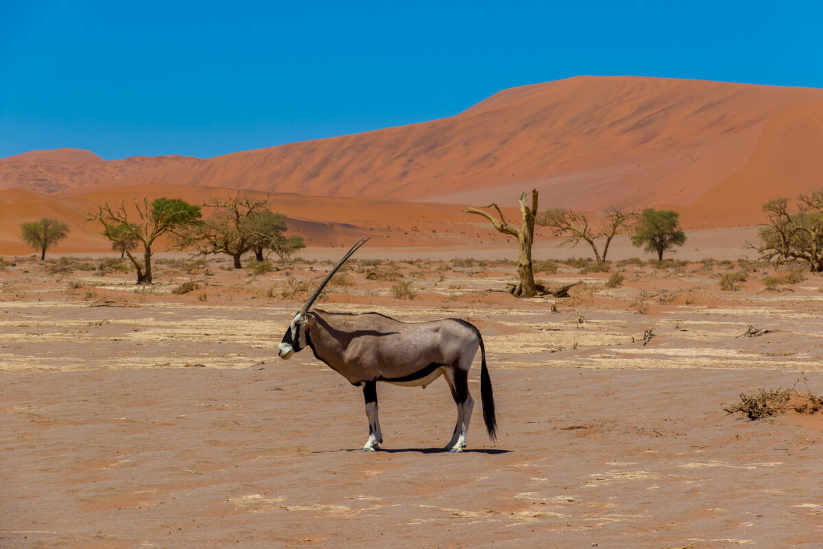 workshop photo namibie
