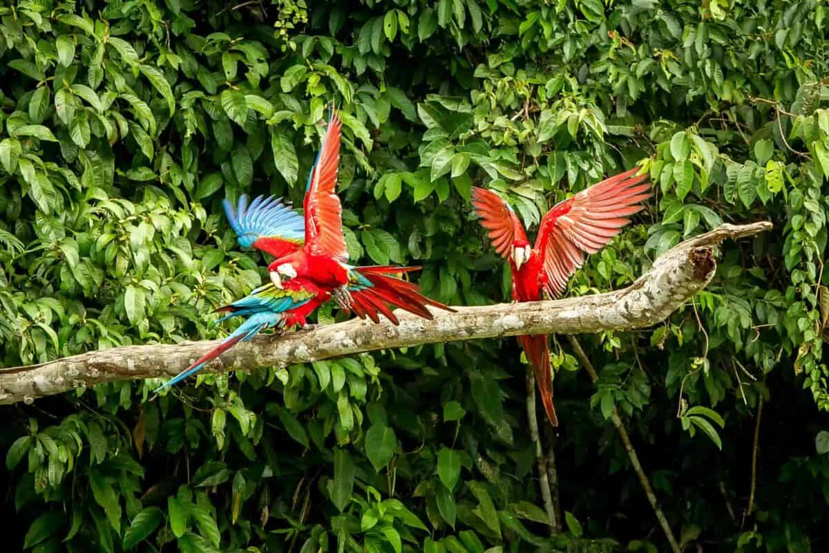 workshop photo Amazonie