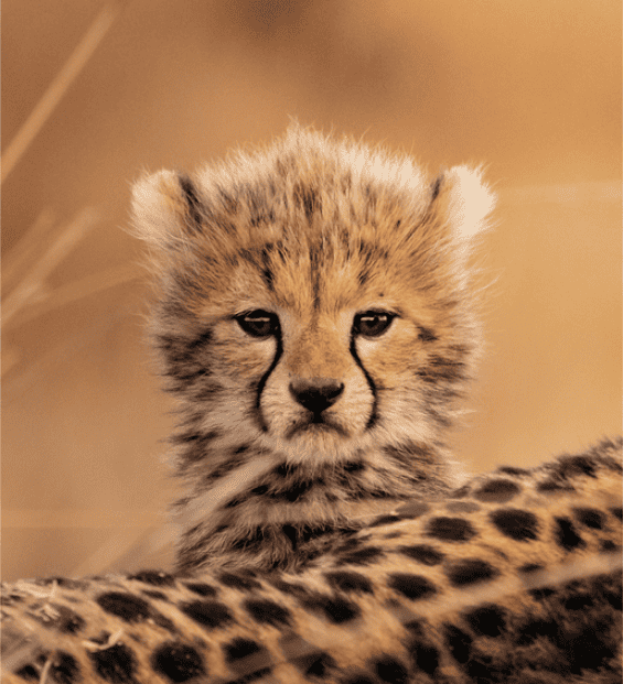 bébé guépard