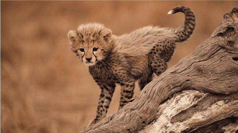 photo animalière d’un guépardeau