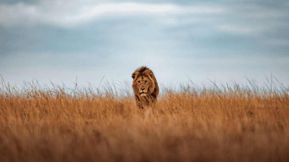photo animalière d’un lion