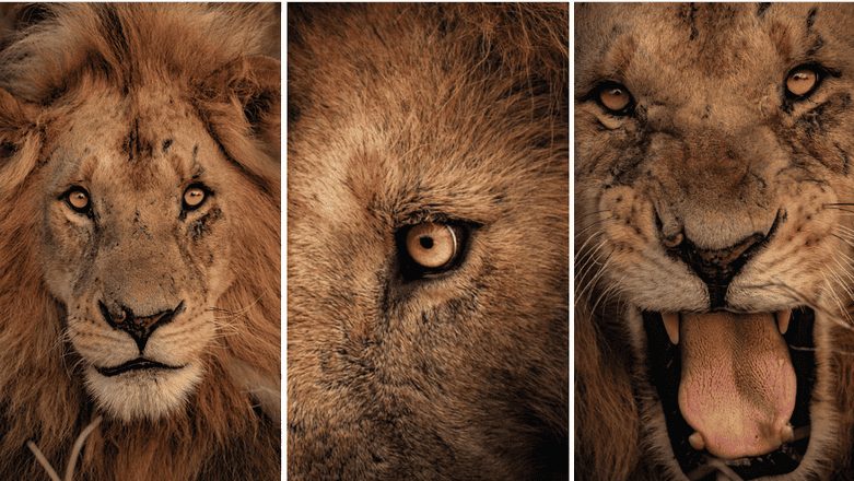 photo animalière d’un lion