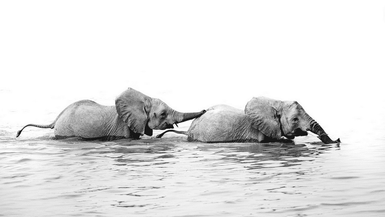 photo animalière éléphanteaux