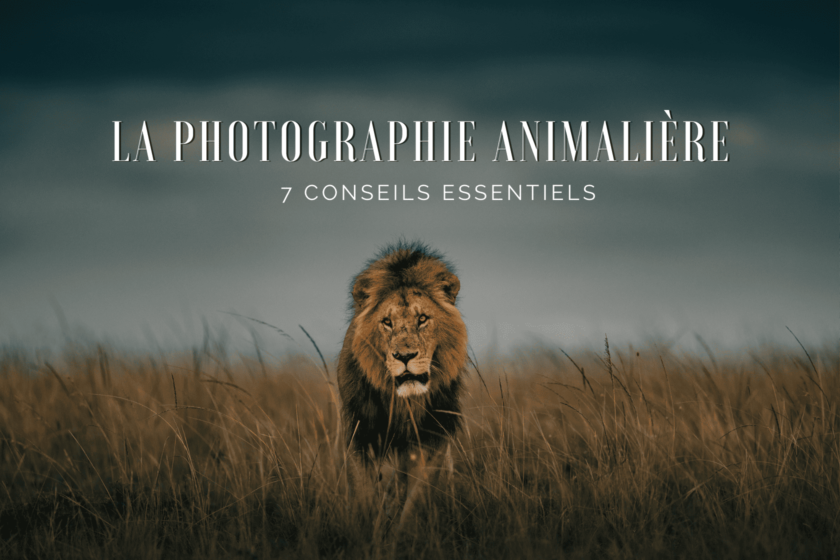 Nos conseils pour réussir vos clichés en photo animalière