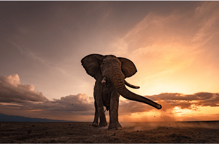 photo de safari et éléphant