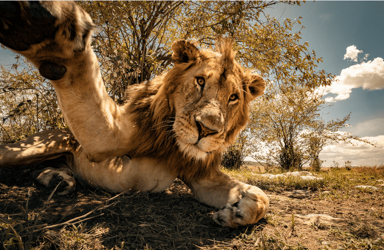 photo de safari et lion
