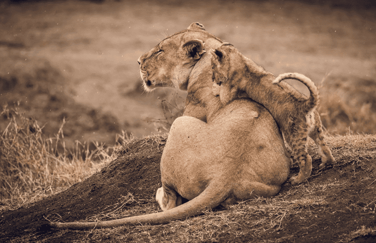 lionne et lionceau Kenya