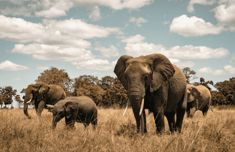 photo de safari et éléphant