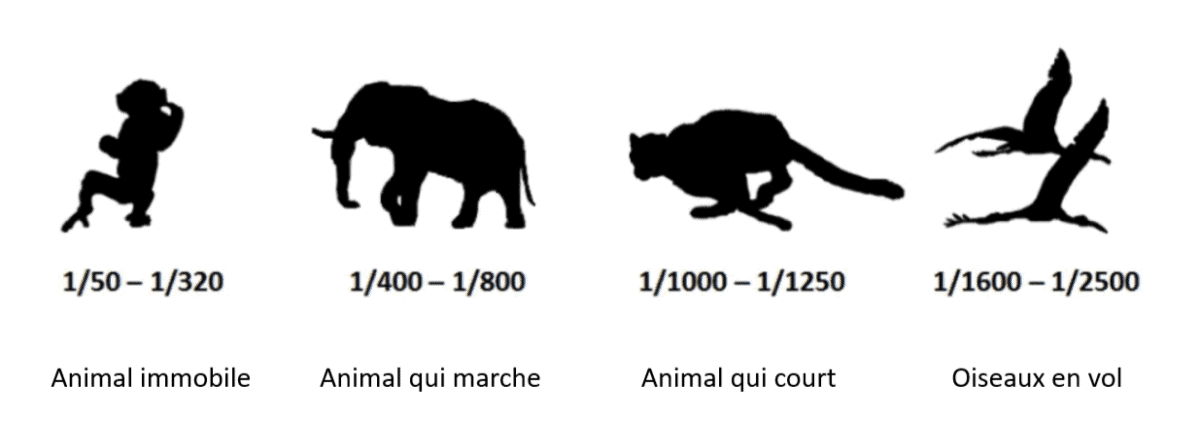vitesse d'obturation