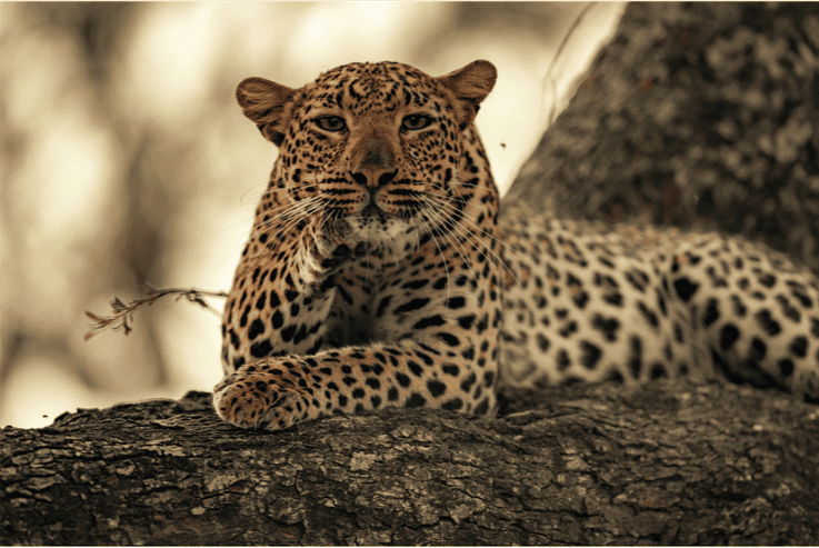 safari photo