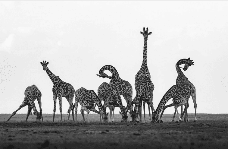 girafes au kenya