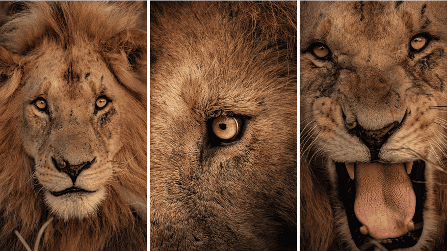 photo animalière d’un lion