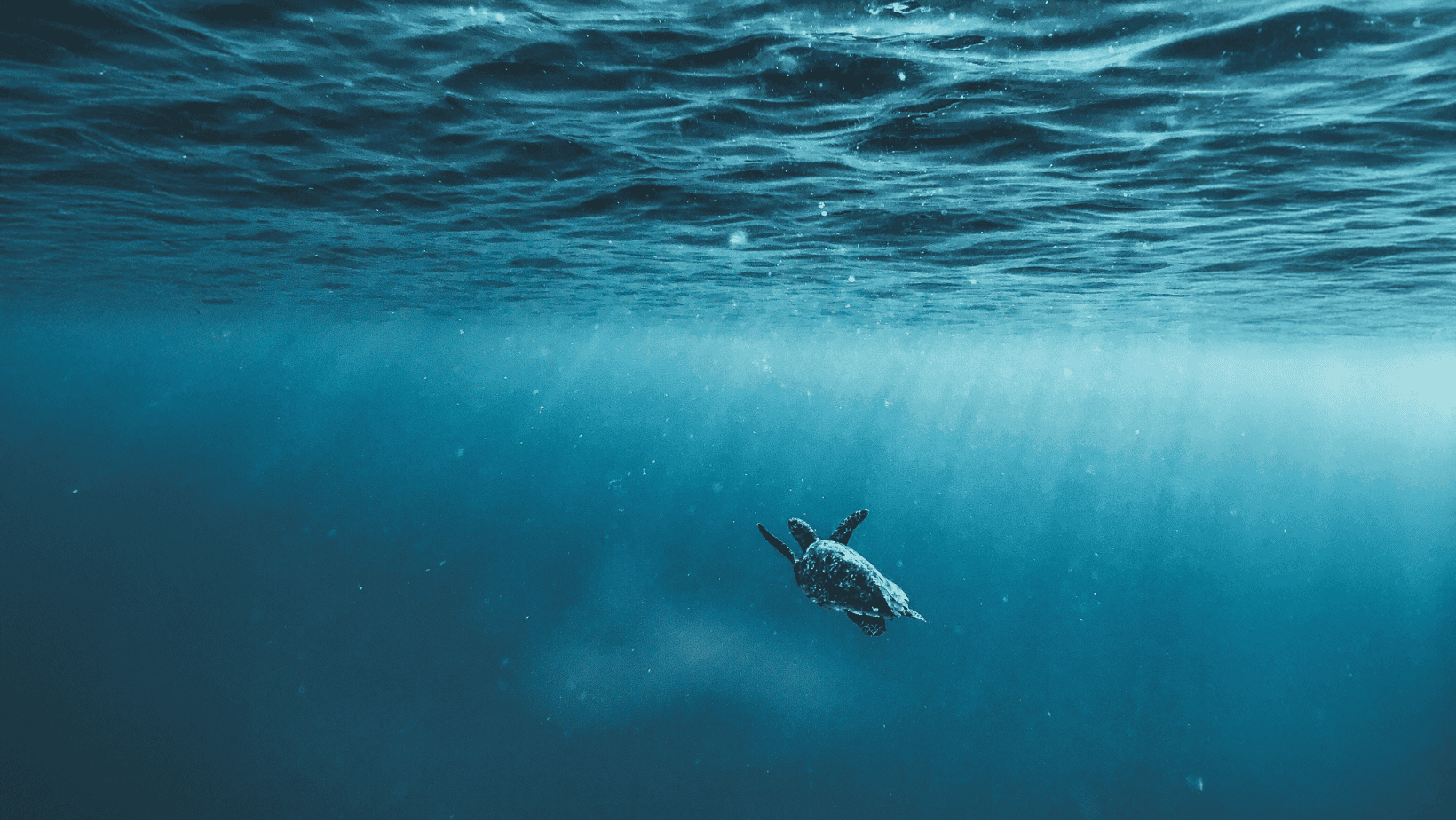 photo sous-marine